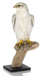 Gerfalke Präparat