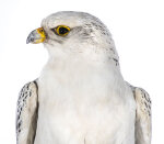 Gerfalke Präparat