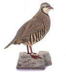 Chukar Steinhuhn