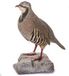 Chukar Steinhuhn