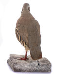 Chukar Steinhuhn