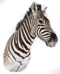 Steppenzebra Haupt