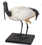 Heiliger Ibis