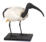 Heiliger Ibis