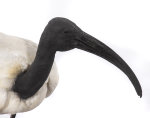 Heiliger Ibis