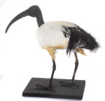 Heiliger Ibis