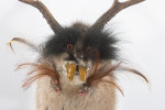 Wolpertinger