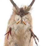 Wolpertinger