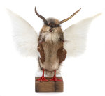 Wolpertinger