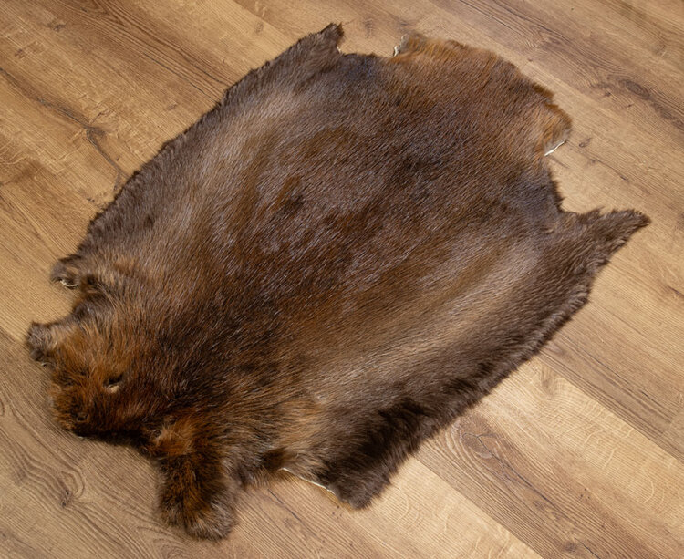 Kanadisches Biberfell XXL