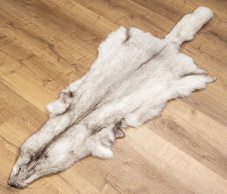 Blaufuchsfell XL