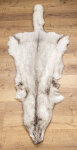 Blaufuchsfell XL