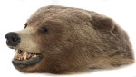 Grizzlybär Kopf