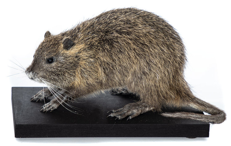 Nutria Präparat