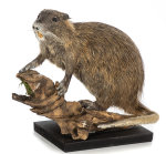 Nutria Präparat