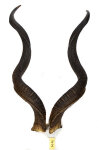 Kuduhörner 108cm