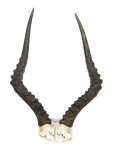 Impalahörner 50cm