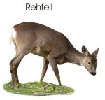 Rehfell Info