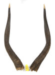 Nyalahörner 65cm