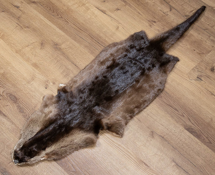 Kanadisches Otterfell 125cm