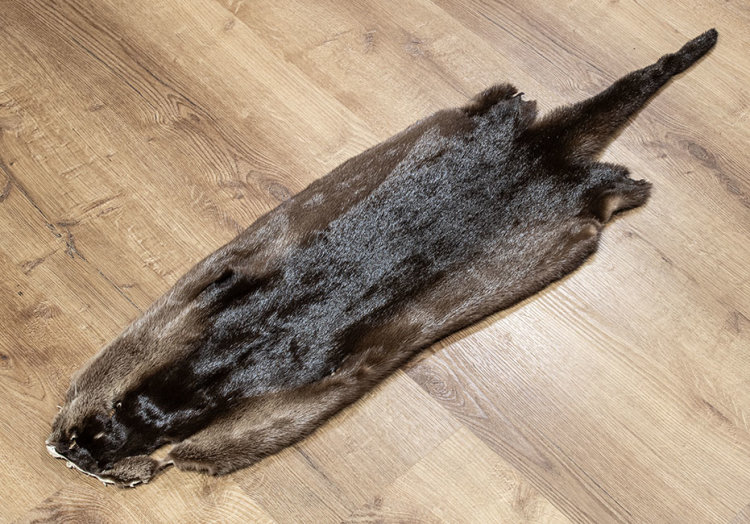 Kanadisches Otterfell 107cm