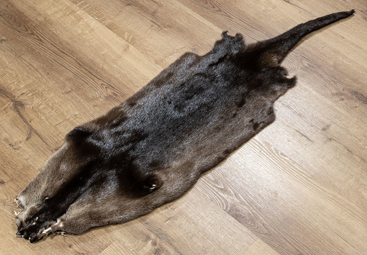 Kanadisches Otterfell 115cm