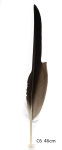 Steinadler Feder 46cm