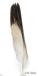 Steinadler Feder 33cm