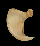 Löwenkralle 6,2cm