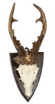 Rehtrophäe