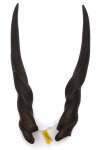 Elandhörner weiblich 70cm