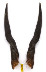 Elandhörner weiblich 66cm