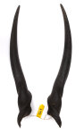 Elandhörner weiblich 66cm