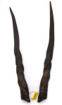 Elandhörner weiblich 72cm
