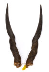 Elandhörner weiblich 64cm