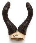 Kuhantilopenhörner 47cm