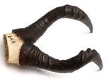 Kuhantilopenhörner 47cm