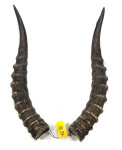 Blessbockhörner männl. 40cm