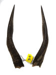 Buschbockhörner 33cm