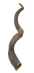 Kuduhörner 120cm