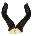 Kuhantilopenhörner 52cm