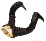 Kuhantilopenhörner 52cm
