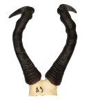 Kuhantilopenhörner 44cm