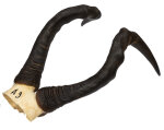 Kuhantilopenhörner 44cm