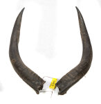 Kuduhörner 50cm