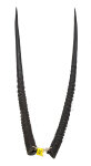Oryxhörnerpaar 88cm