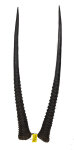 Oryxhörnerpaar 86cm
