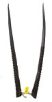 Oryxhörnerpaar 86cm