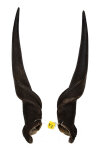 Elandhörnerpaar männlich 80cm