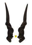 Elandhörnerpaar männlich 74cm